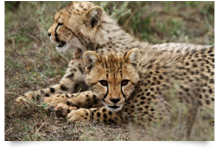 Cheeta's in Afrika